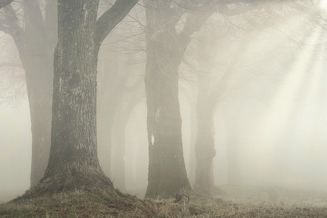 Luce tra la nebbia nel bosco, metafora di elaborazione